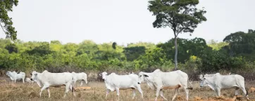 Cattle grazing on pastureland - REVERTE project, Gurupi, Brazil